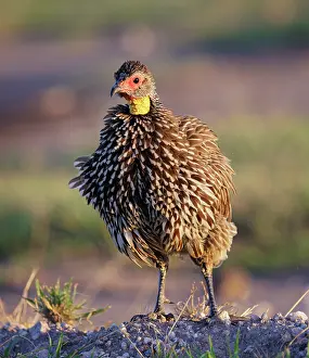 Perdicinae Prints: Yellow necked spurfowl (Pternistis leucoscepus) with fluffed up feathers