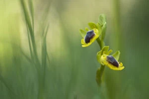 Yellow ophrys orchid (Ophrys lutea) in flower, Gargano National Park, Gargano Peninsula