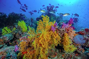 Serranidae Prints: Yellow, orange and magenta soft corals (Chironephthya sp)