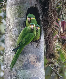 True Parrot Prints: Yellow-plumed parakeets (Leptosittaca branickii) at nest cavity in wax palm stump