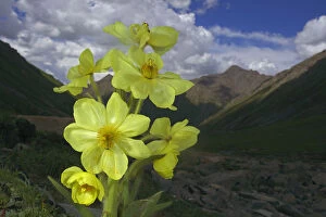 Images Dated 7th August 2010: Yellow poppywort (Meconopsis integrifolia) flowering, Qinghai-Tibet Plateau, Shiqu County