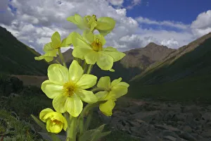 Meconopsis Prints: Yellow poppywort (Meconopsis integrifolia) flowering, Qinghai-Tibet Plateau, Shiqu County