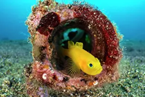 Goby Prints: Yellow pygmy goby (Lubricogobius exiguus) looking out from its home inside a discarded glass bottle