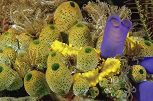 Aplousobranchia Prints: Several yellow Sea Cucumbers (Colochirus robustus)