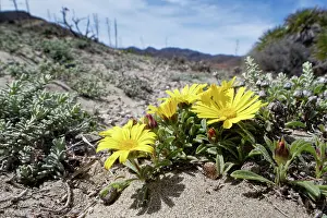 Asterales Prints: Yellow sea daisy (Asteriscus maritimus) flowering on coastal sand dunes