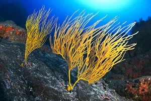 Yellow seafan (Leptogorgia viminalis) La Gomera, Canary Islands