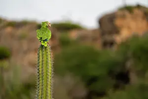 True Parrot Prints: Yellow-shouldered amazon (Amazona barbadensis) perched on top of a cactus