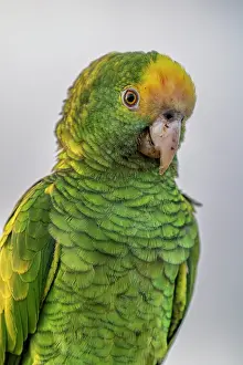 True Parrot Prints: Yellow-shouldered amazon (Amazona barbadensis) portrait