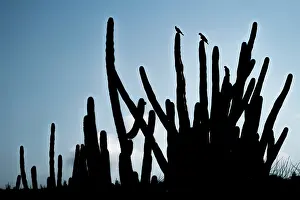True Parrot Prints: Three Yellow-shouldered amazons (Amazona barbadensis) perched on top of Mexican organ pipe cactus (Stenocereus griseus)