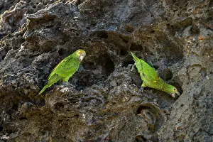 True Parrot Prints: Two Yellow-shouldered amazons (Amazona barbadensis)