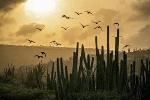 True Parrot Prints: Yellow-shouldered amazons (Amazona barbadensis) flock in flight over cacti