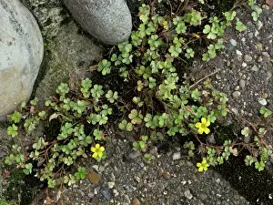Surrey Prints: Least yellow-sorrel (Oxalis exilis) in flower on pavement