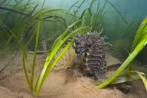 Peaceful Prints: Yellow / spiny seahorse (Hippocampus guttulatus) female sheltering is meadow of common Eelgrass