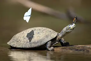 Papilionoidea Prints: Yellow-spotted Amazon river turtle (Podocnemis unifilis)