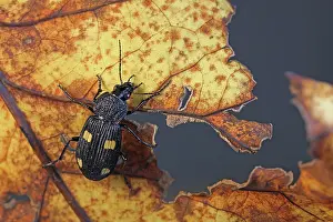 Adephaga Prints: Yellow spotted ground beetle (Craspedophorus) crawling on dried leaf