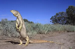 Yellow spotted monitor standing threat display {Varanus panoptes panoptes} Queensland