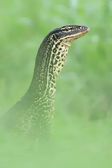 Varanus Prints: Yellow-spotted monitor (Varanus panoptes) looking out from a high point on the Adelaide River floodplain