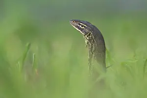 Yellow-spotted monitor (Varanus panoptes) peering up from long grass, Adelaide River floodplain, Northern Territory, Australia