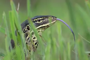Lizard Prints: Yellow-spotted monitor (Varanus panoptes) testing the air with its tongue