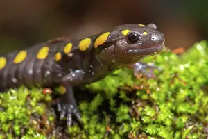 Caudata Prints: Yellow-spotted salamander (Ambystoma maculatum) resting on moss near vernal pool