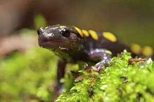 Caudata Prints: Yellow-spotted salamander (Ambystoma maculatum) resting on moss near vernal pool