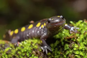 Caudata Prints: Yellow-spotted salamander (Ambystoma maculatum) resting on moss near vernal pool