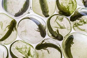 Amphibian Gallery: Yellow-spotted salamander eggs (Ambystoma maculatum) showing symbiosis with green algae