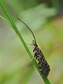 County Durham Prints: Yellow spotted sedge caddis fly (Philopotamus montanus) resting on waterside vegetation