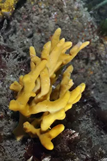 Images Dated 24th May 2012: Yellow staghorn sponge (Axinella dissimilis), Lundy Island Marine Conservation Zone