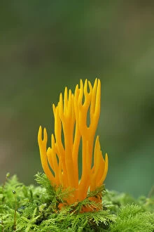 Autumn Gallery: Yellow stagshorn fungus (Calocera viscosa) Tollymore Forest, County Down, Northern Ireland