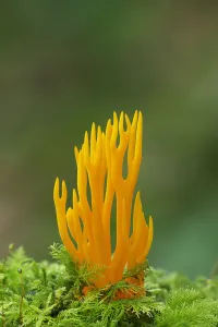 Autumn Prints: Yellow stagshorn fungus (Calocera viscosa) Tollymore Forest, County Down, Northern Ireland