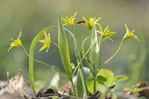 Images Dated 18th November 2019: Yellow star of Bethlehem (Gagea lutea) in woodlands of th Schonbrunn Palace in Vienna