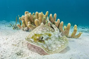 2020 April Highlights Prints: Yellow stingray (Urobatis jamaicensis) on sand seabed by coral reef, The Bahamas