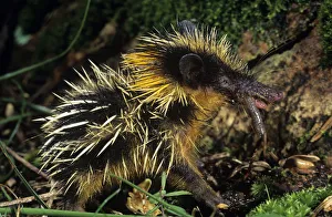 Yellow streaked tenrec (Hemicentetes semispinosum) feeding on a worm, Maroansetra