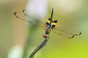 Thermoregulation Prints: Yellow-striped flutterer dragonfly (Rhyothemis phyllis) basking in midday sunshine on a dead Water lotus spike