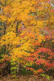 Acer Prints: Yellow sugar maple tree (Acer saccharum) and red maple tree (Acer rubrum) in autumn colour