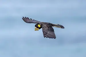 Pods Prints: Yellow-tailed black cockatoo (Zanda funerea) in flight carrying a Banksia seed pod in beak