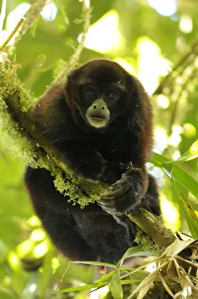 Spider Monkeys Prints: Yellow-tailed woolly monkey (Oreonax / Lagothrix flavicauda) hanging onto branch