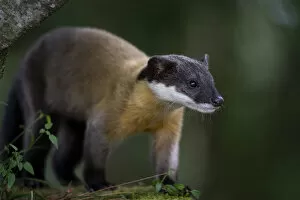 2021 February Highlights Collection: Yellow-throated marten (Martes flavigula) foraging, Taiwan