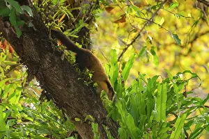 Marten Prints: Yellow-throated marten (Martes flavigula) climbing down a leaning tree trunk