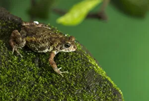 Images Dated 4th July 2016: Yellow tiger toad (Xanthophryne tigerina)