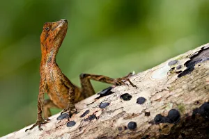 Anolis Gallery: Yellow-tongued / Dim anole (Anolis scypheus) on log, Yasuni National Park, Orellana