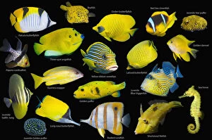 Amblyglyphidodon Gallery: Yellow tropical reef fish composite image on black background