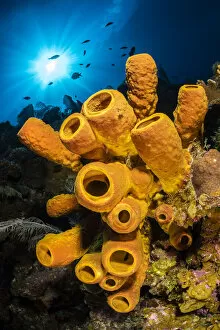 Alex Mustard 2021 Update Collection: A yellow tube sponge (Aplysina fistularis) growing on a Caribbean coral reef