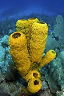 Yellow tube sponge (Aplysina fistularis) on a coral reef, East End, Grand Cayman