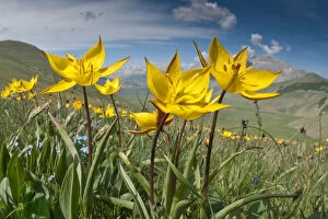 Appenines Gallery: Yellow tulip (Tulipa australis) in flower, above Piano Grande, Sibillini, Appennines