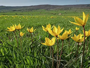 Liliaceae Prints: Yellow tulips (Tulipa sylvestris) in flower in grassland