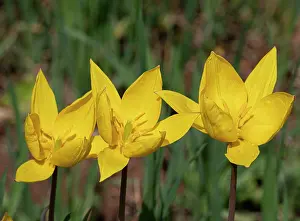 Liliaceae Prints: Yellow tulips (Tulipa sylvestris) in flower in grassland
