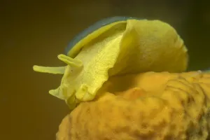 Aplysinidae Gallery: Yellow umbrella slug (Tylodina perversa) feeding on Golden sponge (Aplysina aerophoba)
