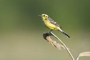Images Dated 31st May 2009: Yellow wagtail (Motacilla flava) adult perched with food for chicks, Lithuania, May 2009